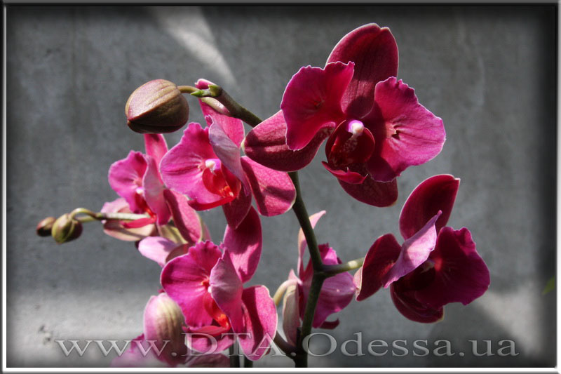 Phalaenopsis 'Fire Fighter'