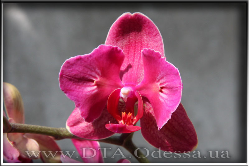 Phalaenopsis 'Fire Fighter'