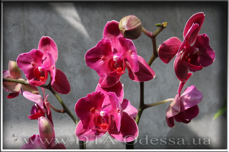 Phalaenopsis 'Fire Fighter'