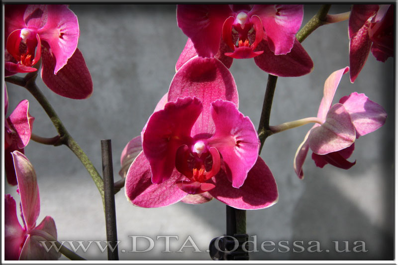 Phalaenopsis 'Fire Fighter'