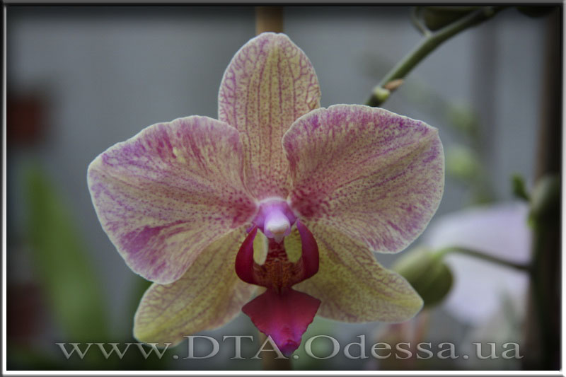 Phalaenopsis, Unknown Hibrid