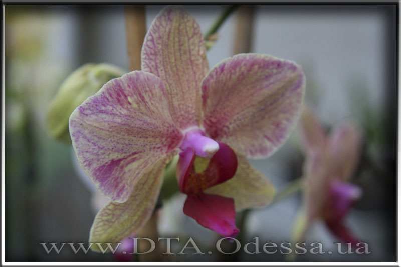 Phalaenopsis, Unknown Hibrid