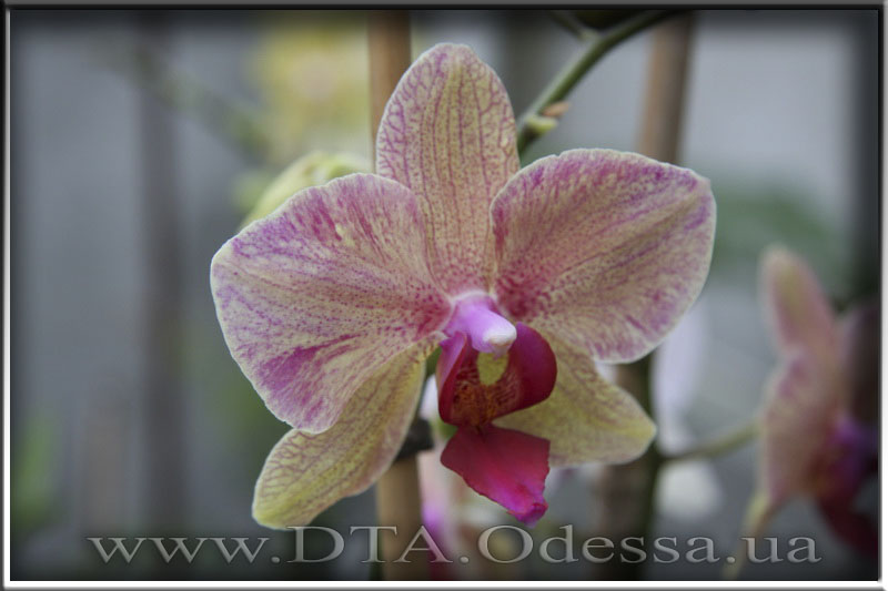 Phalaenopsis, Unknown Hibrid