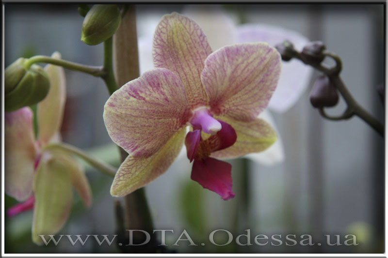 Phalaenopsis, Unknown Hibrid