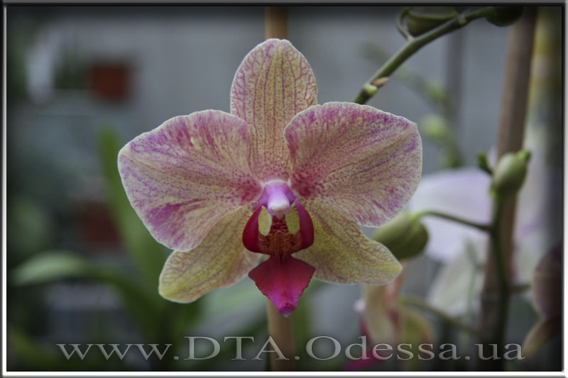 Phalaenopsis, Unknown Hibrid