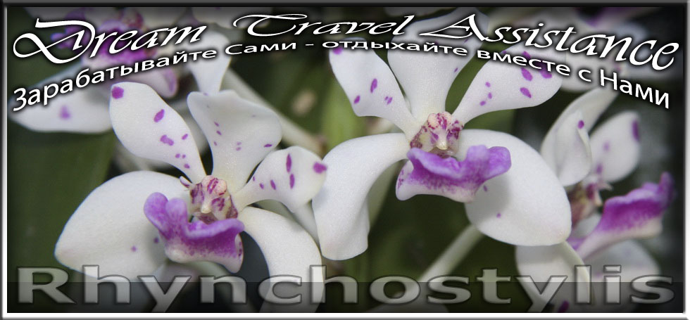 Орхидеи Rhynchostylis из частной коллекции на сайте любителей путешествовать www.dta.odessa.ua