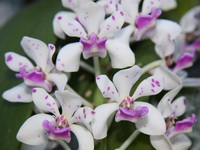 Rhynchostylis