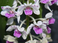 Rhynchostylis