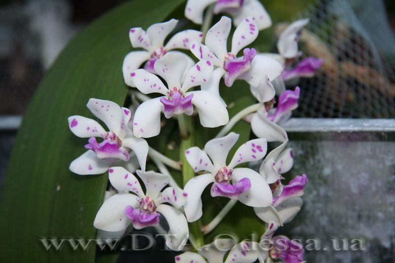 PRhynchostylis gigantea spot