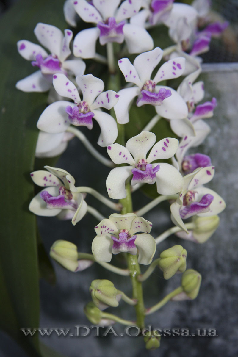 PRhynchostylis gigantea spot
