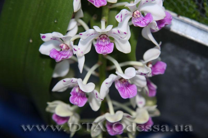 PRhynchostylis gigantea spot