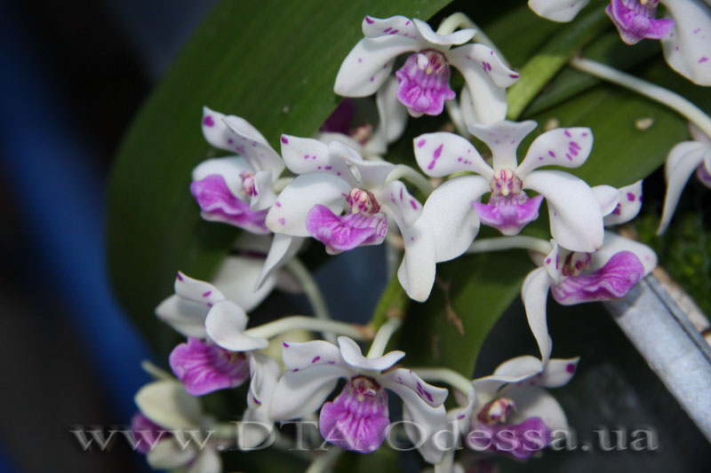 PRhynchostylis gigantea spot