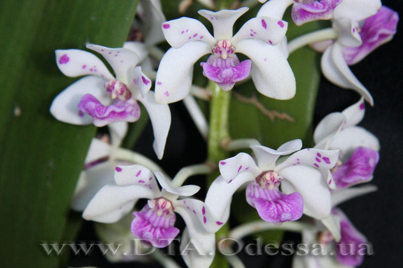 PRhynchostylis gigantea spot