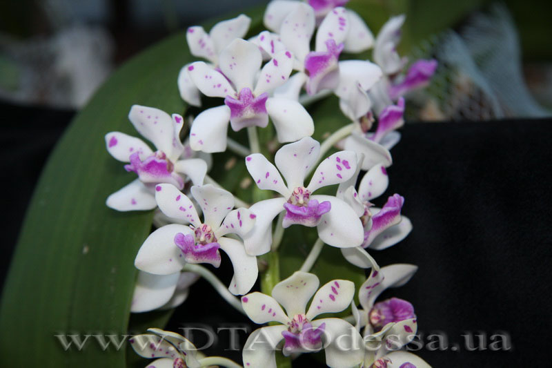 PRhynchostylis gigantea spot