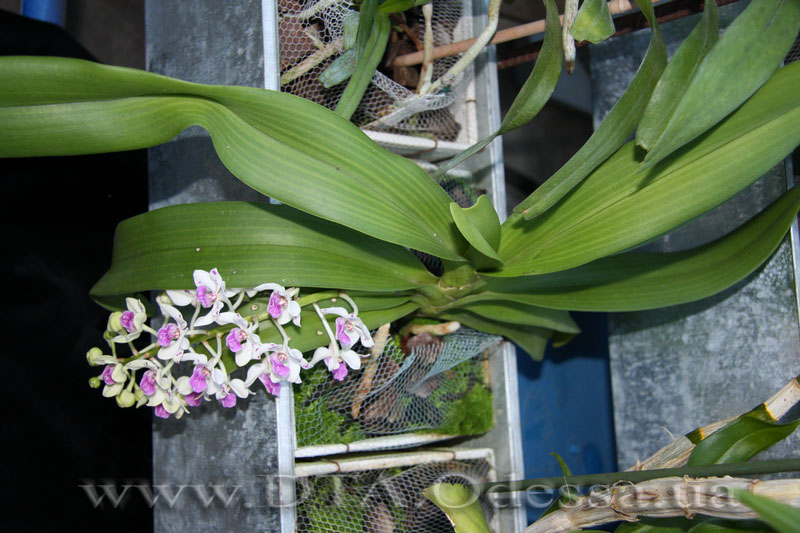 PRhynchostylis gigantea spot