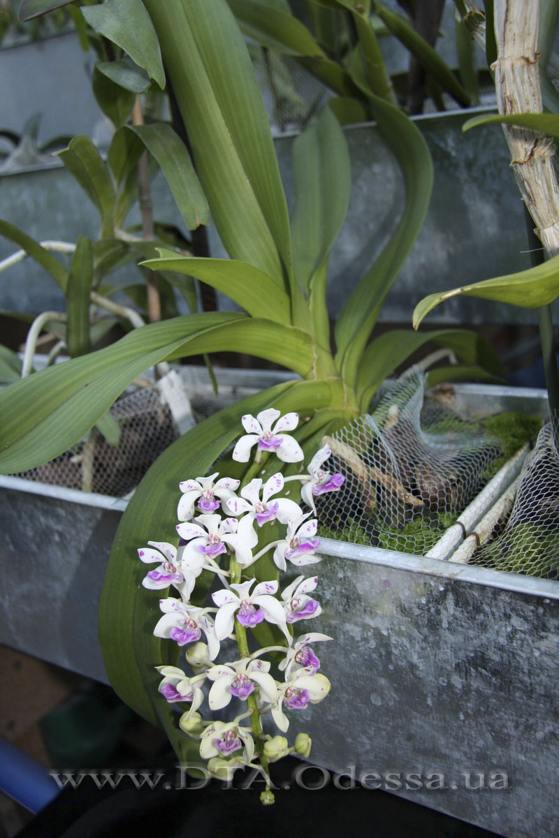 PRhynchostylis gigantea spot