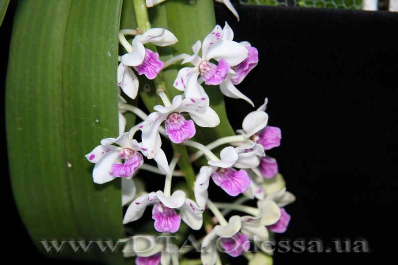 PRhynchostylis gigantea spot