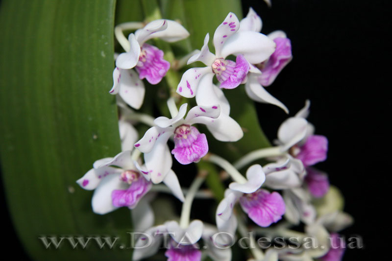 PRhynchostylis gigantea spot