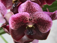 Vanda