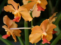 Vanda