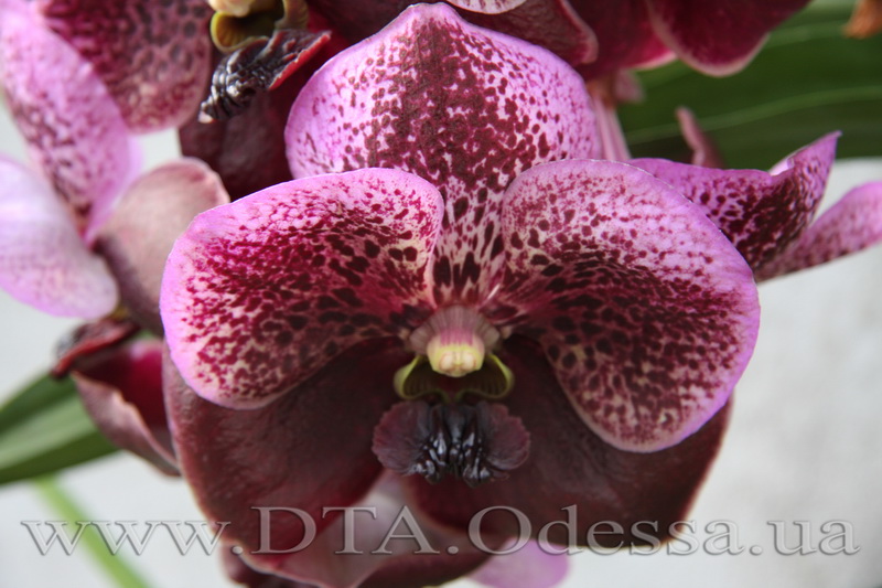 Vanda Dr.Anek x Vanda Taveesuksa