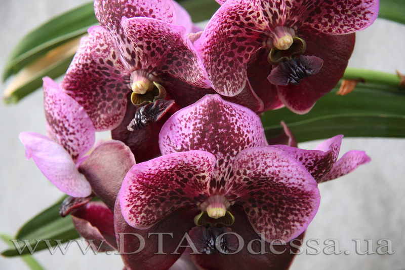 Vanda Dr.Anek x Vanda Taveesuksa