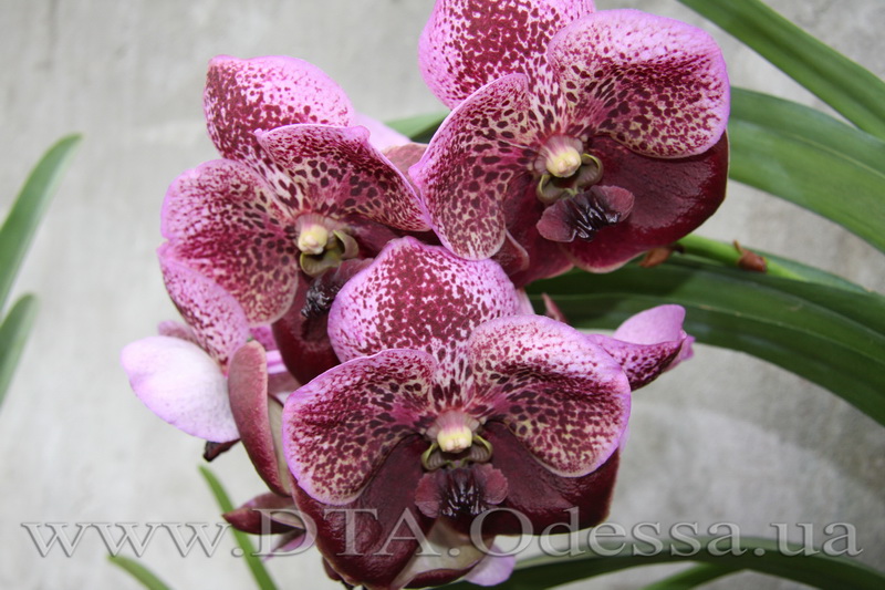 Vanda Dr.Anek x Vanda Taveesuksa