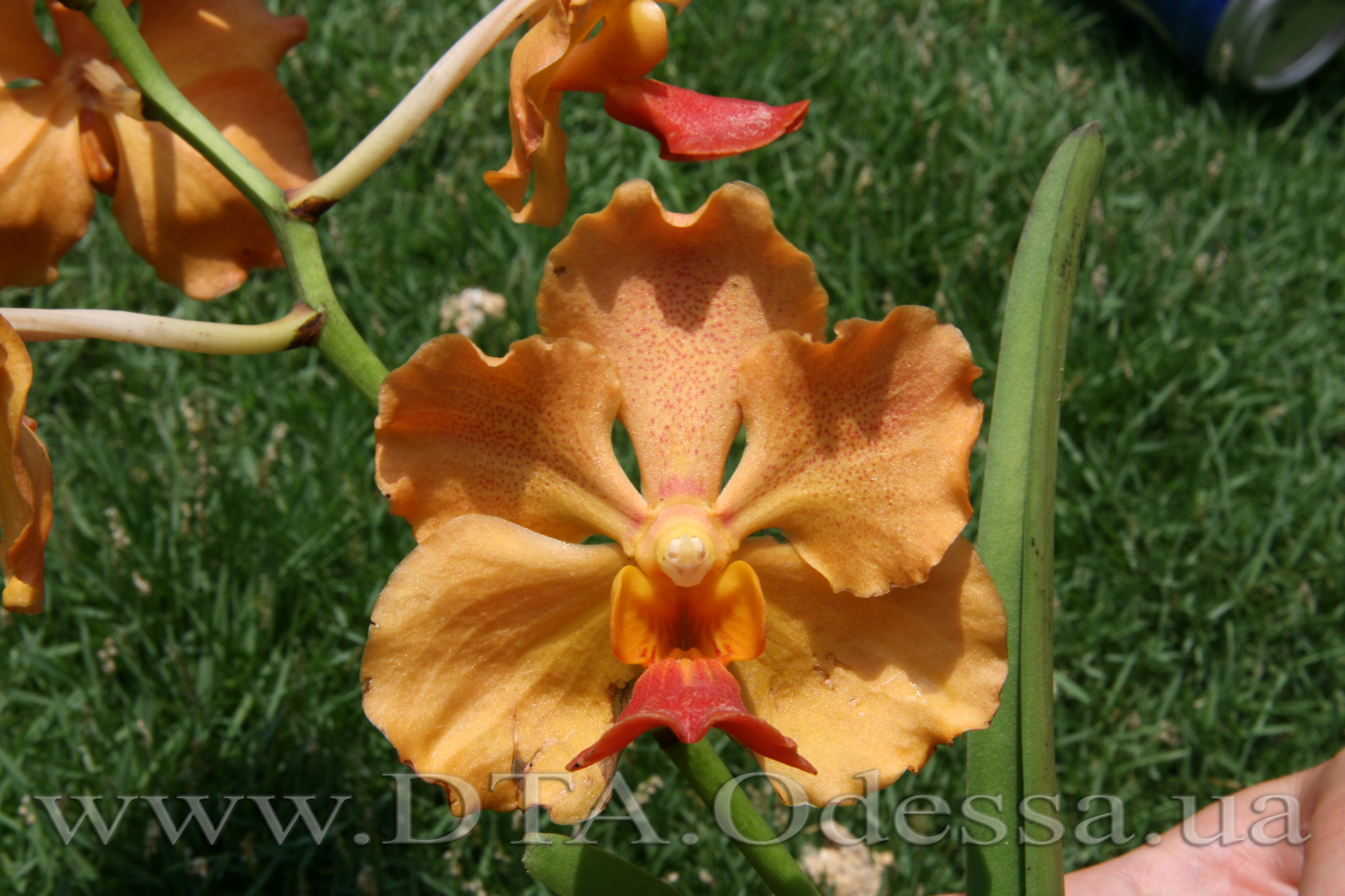 Vanda, Unknown Hibrid