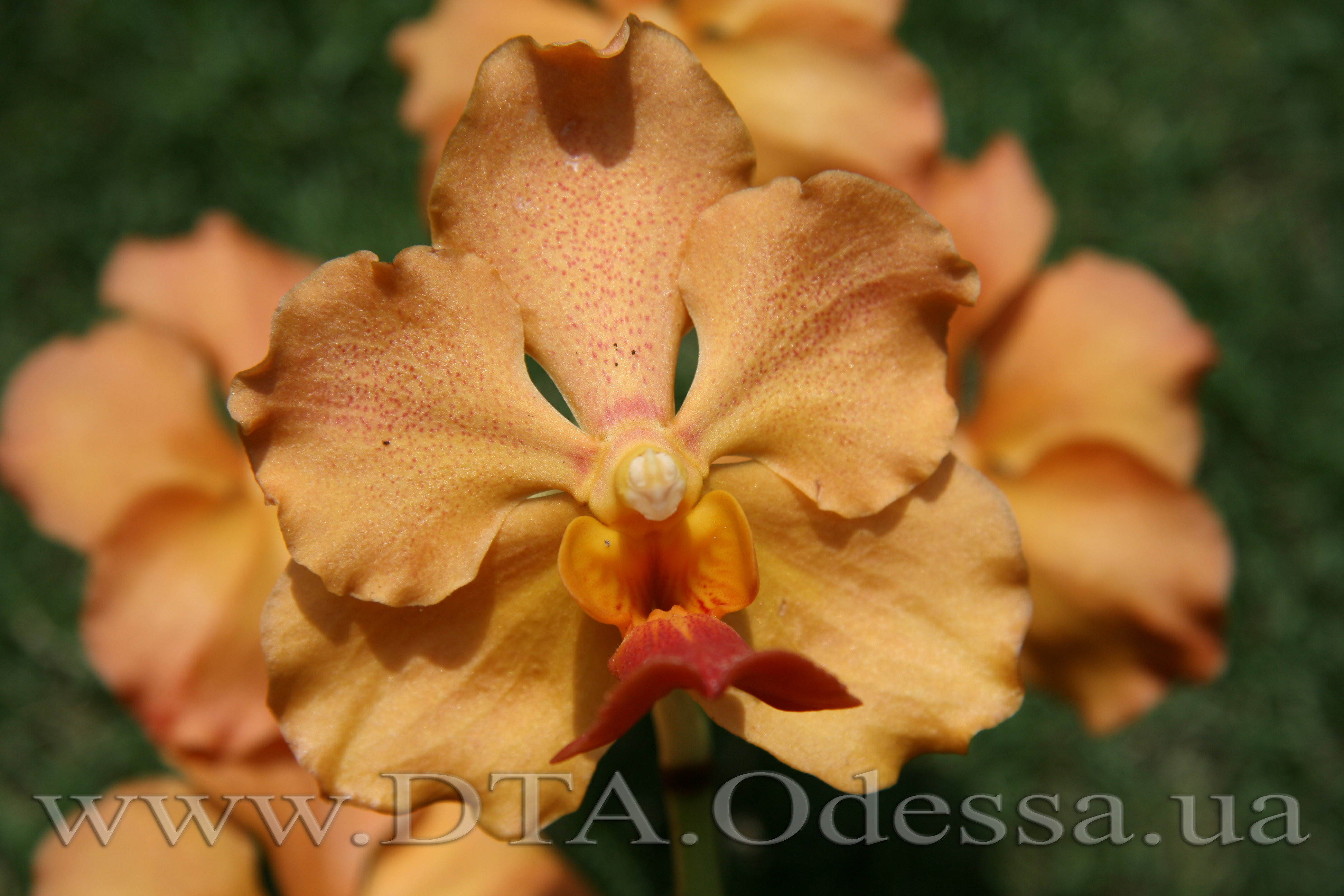 Vanda, Unknown Hibrid