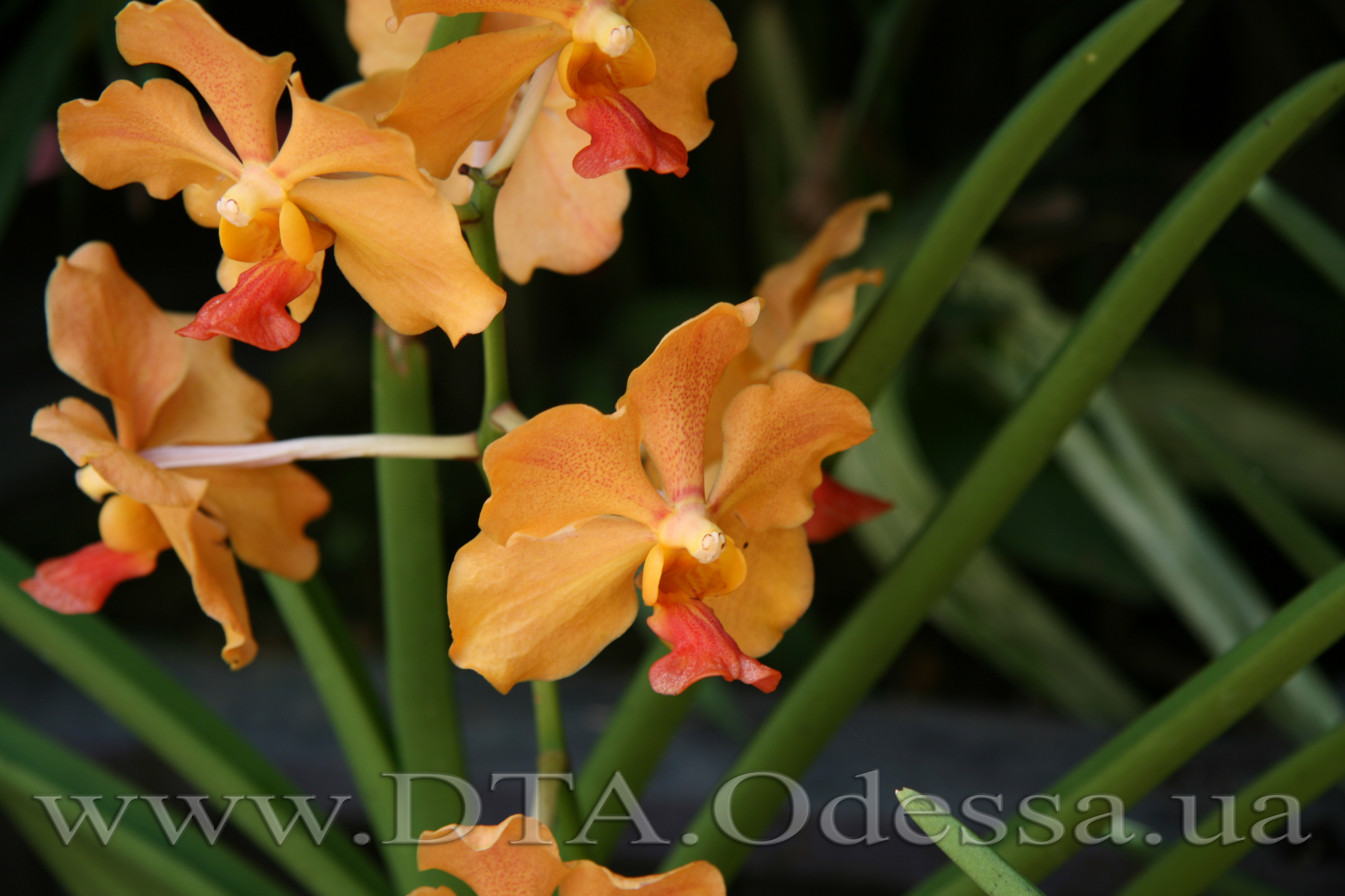 Vanda, Unknown Hibrid