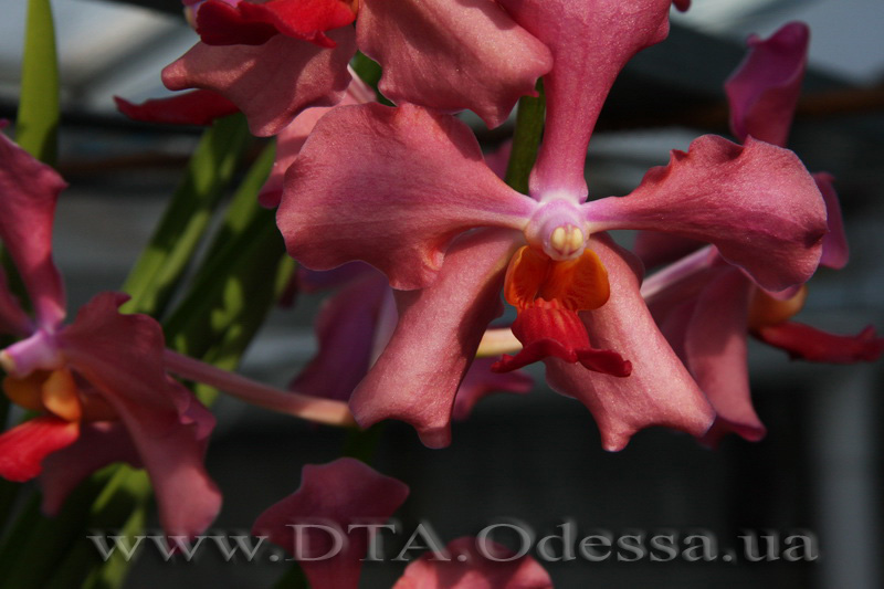 V.Josephine x Dr.Anek (Semi Terete Vanda)