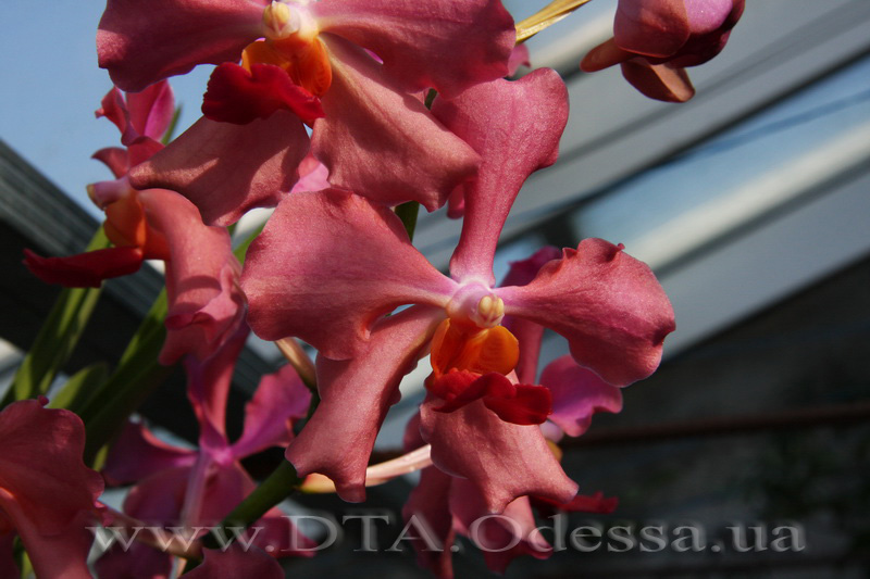 V.Josephine x Dr.Anek (Semi Terete Vanda)