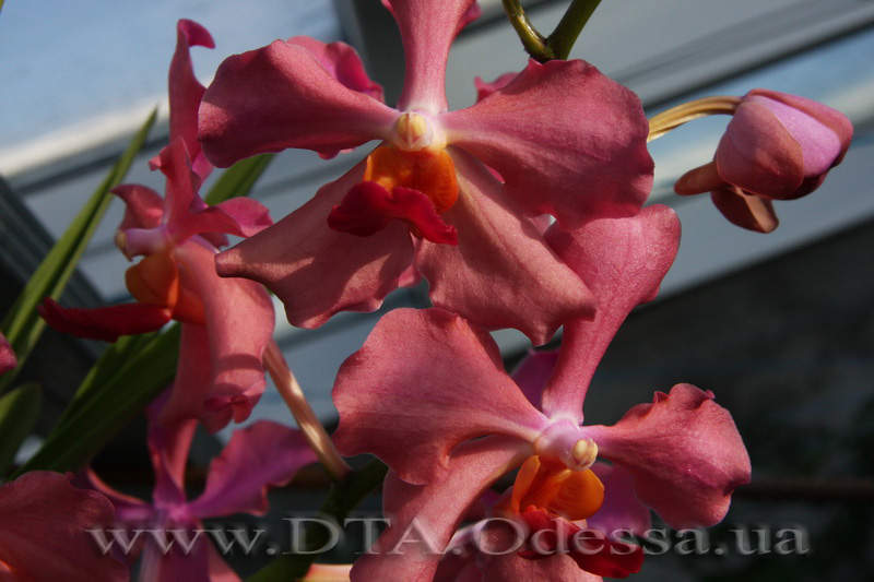 V.Josephine x Dr.Anek (Semi Terete Vanda)