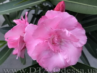 Oleander
