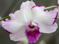 Dendrobium